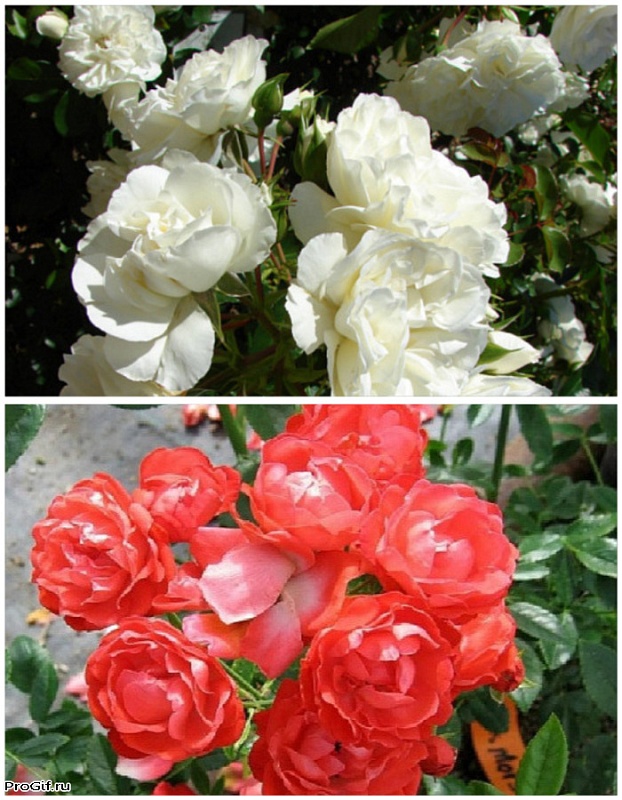 Набор роз "Цветущие миры" 2 саженца