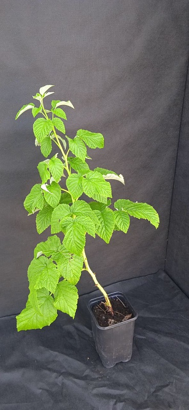 Малина ремонтантная Красная гвардия 1 шт