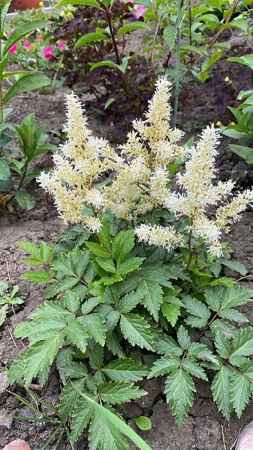 Астильба Глэдстоун 