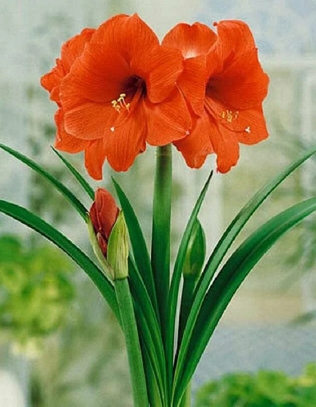 Амариллис Оранж Соверен