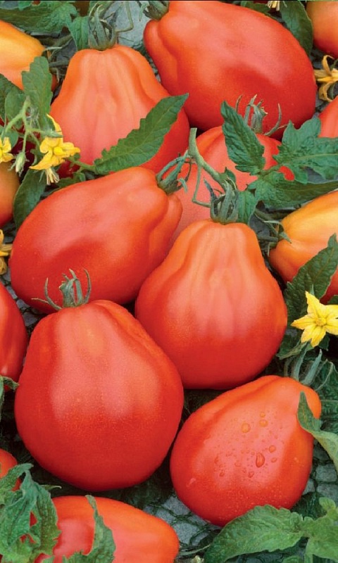 Томат Сибирская груша красная (УД) 20 шт цв.п