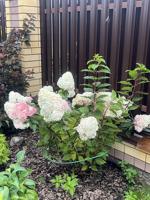 Гортензия метельчатая Ванилла фрайз 1 шт Р9