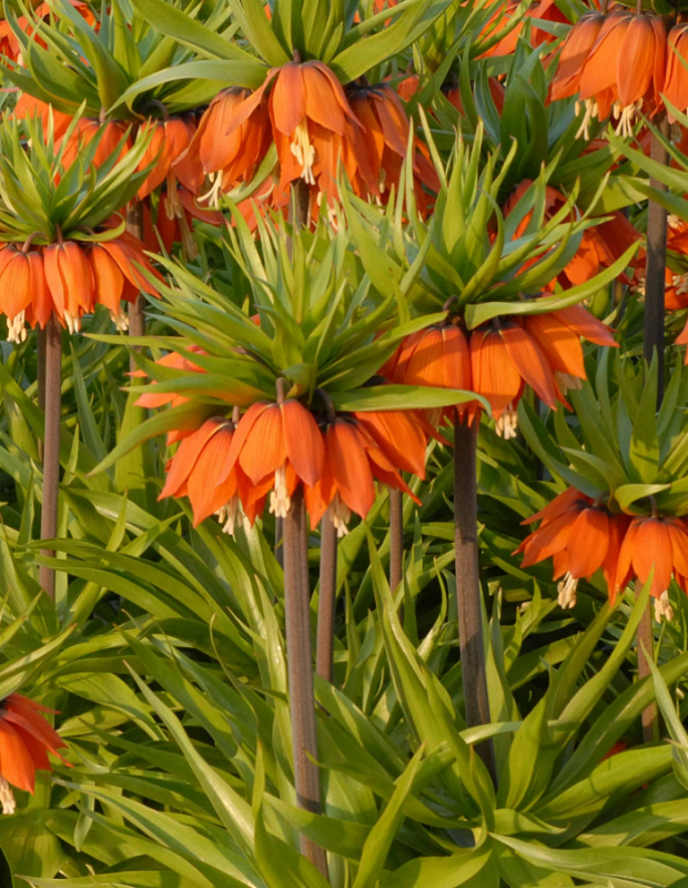 Фритиллярия Аврора 1 шт. 