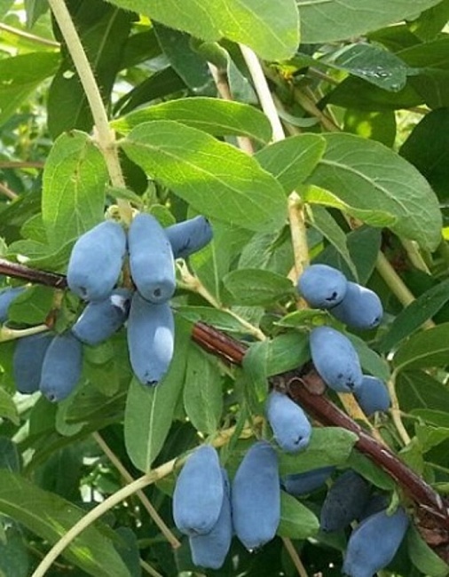 Жимолость съедобная Лазурная 