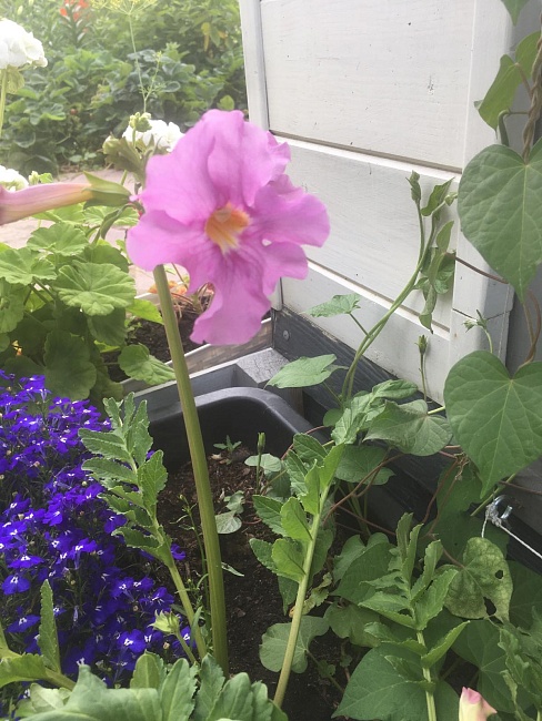 Инкарвиллея Делавея