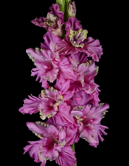 Гладиолус Инопланетянин