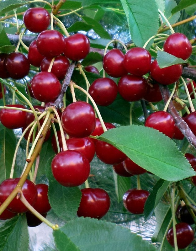 Вишня Превосходная Колесникова