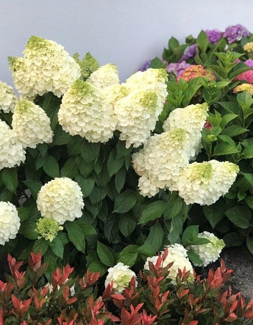 Гортензия метельчатая Пиджи энд Фамили 1 шт Р9