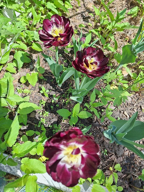 Тюльпан Антрацет 1 уп. (3шт.)