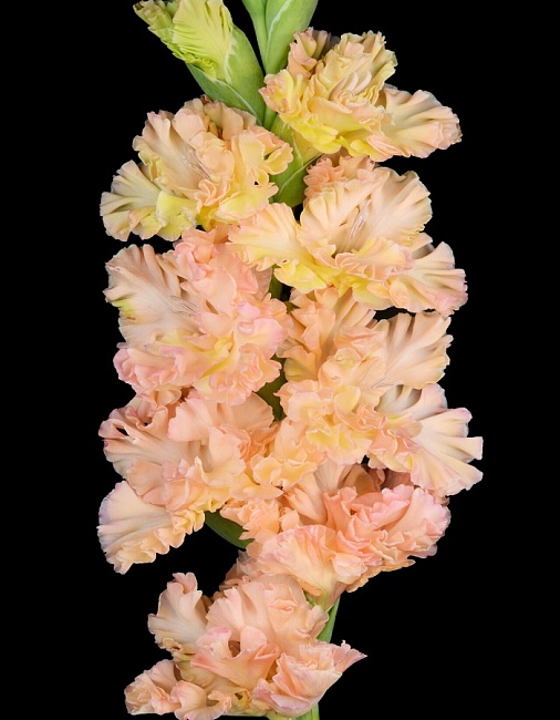 Гладиолус Кучеряво Живём