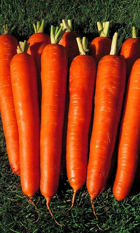 Морковь Сахарный Гигант (УД) 2 гр цв.п