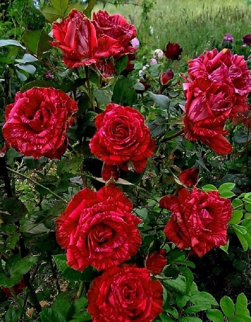 Роза чайно-гибридная Ред интуишен 