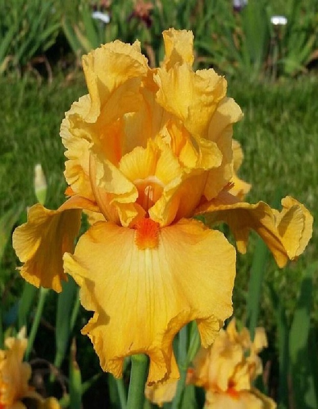 Ирис Чайна Дрегон