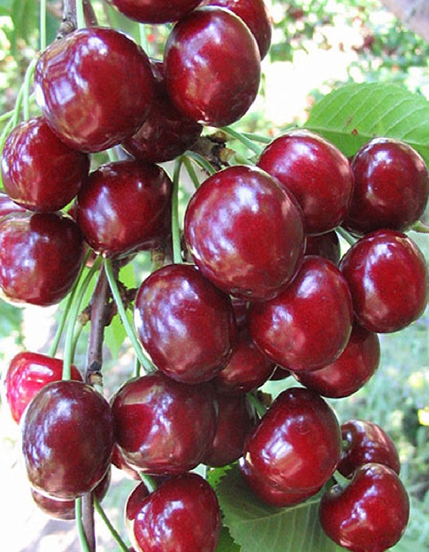 Вишня Десертная Морозовой 
