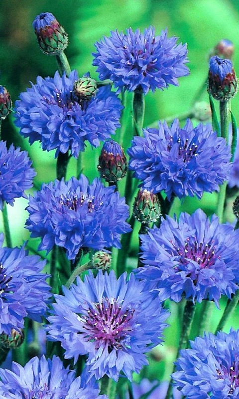 Василек Синяя река (УД) 0,2 гр. цв.п