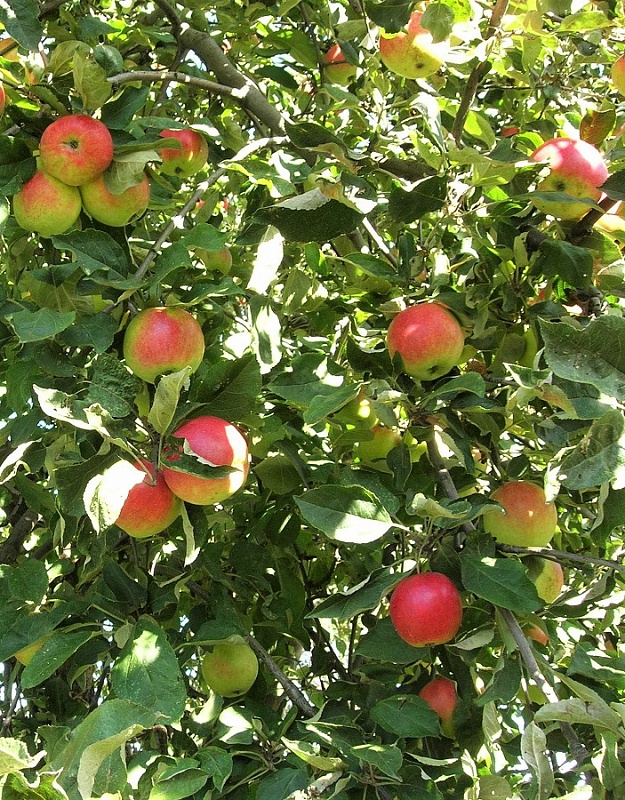 Яблоня Пепин Шафранный