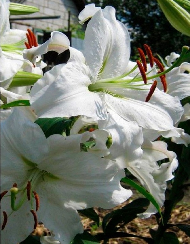 Лилия Касабланка