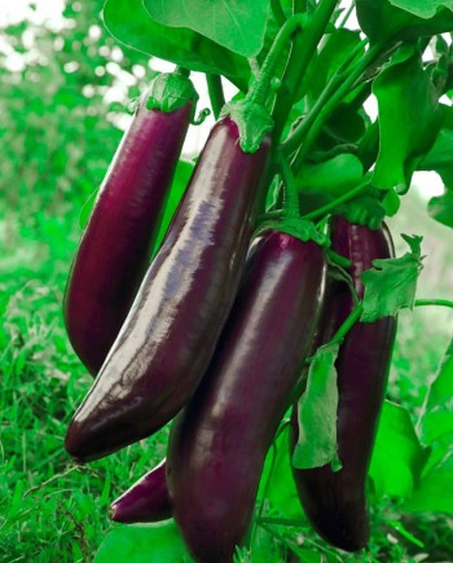 Баклажан Алмазный 0,1 гр цв.п