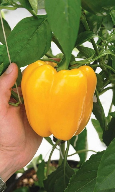 Перец сладкий Калифорния Вондер Голд (УД) 20 шт. цв.п.