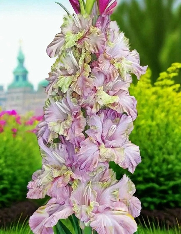 Гладиолус Прага 