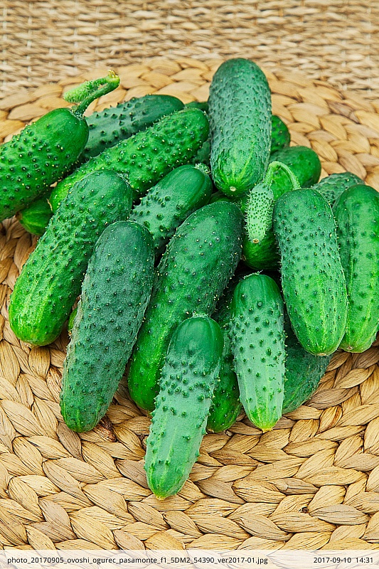 Огурец Пасамонте F1 10 шт цв.п.