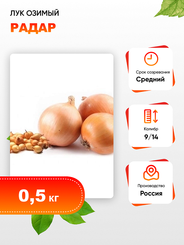 Лук озимый Радар (калибр 10/22) 