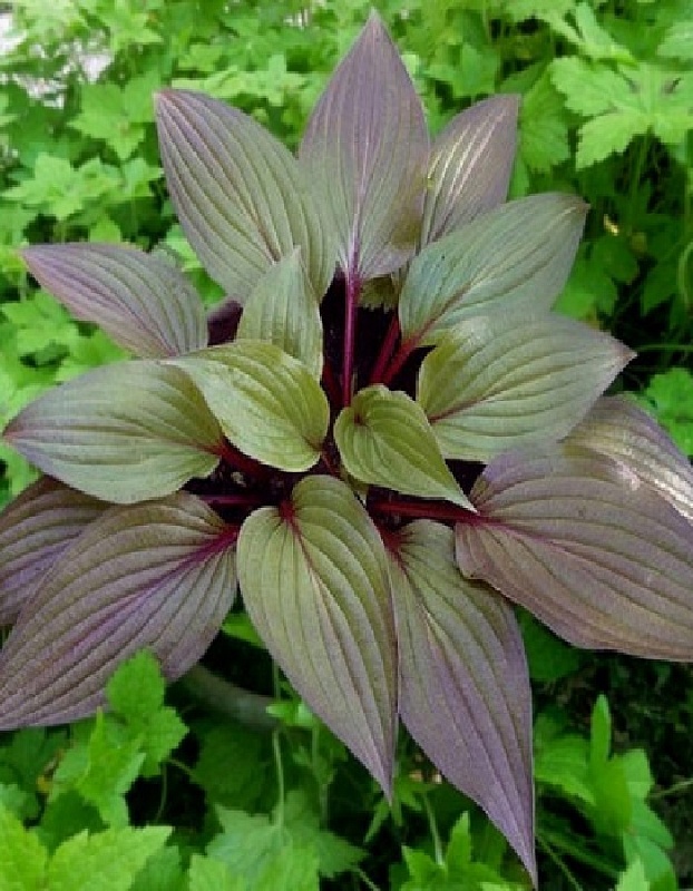 Хоста Ферст Блаш