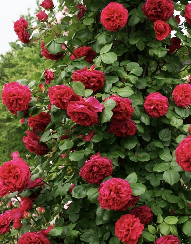 Роза чайно-гибридная Тесс 