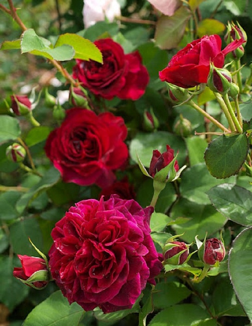 Роза кустовая Традескант