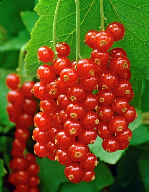 Смородина красная Газель