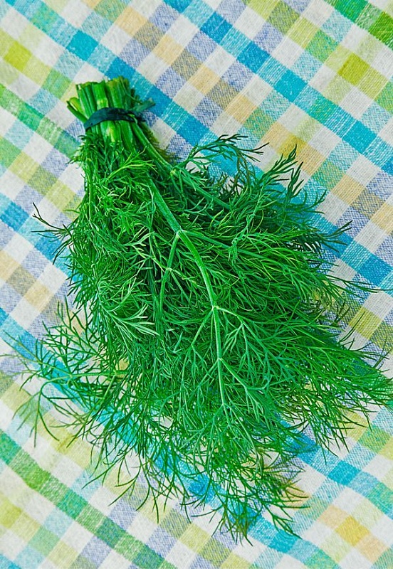 Укроп Обильнолистный 3 гр цв.п. 