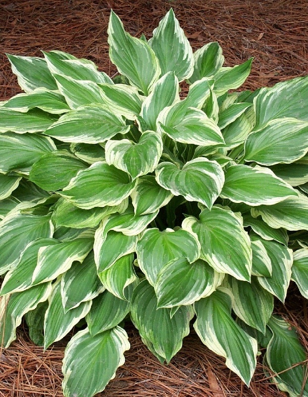 Хоста Альбомаргината 