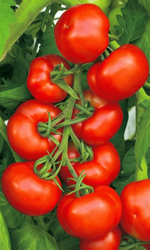 Томат Непасынкующийся Ультраскороспелый (УД) 20 шт цв.п