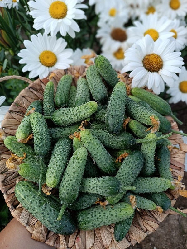 Огурец-корнишон Само Совершенство F1(УД) 5 шт. цв. п.