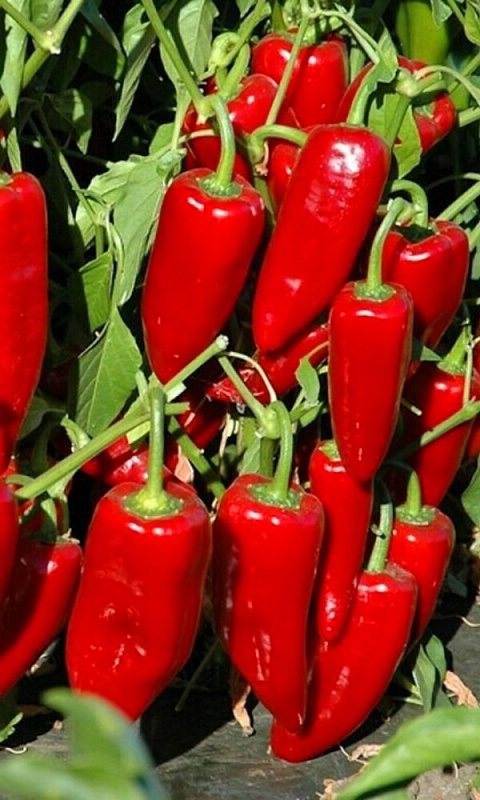 Перец сладкий Ранний Консервный (УД) 20 шт. цв.п. (Симбиоз)