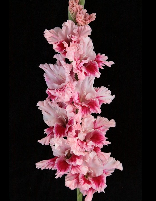 Гладиолус Дверь в Лето