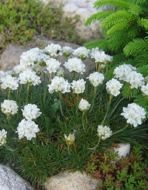 Армерия приморская Монинг стар Вайт ASF 1 шт Р9 