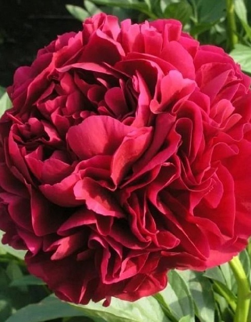 Пион травянистый Ред Суприм