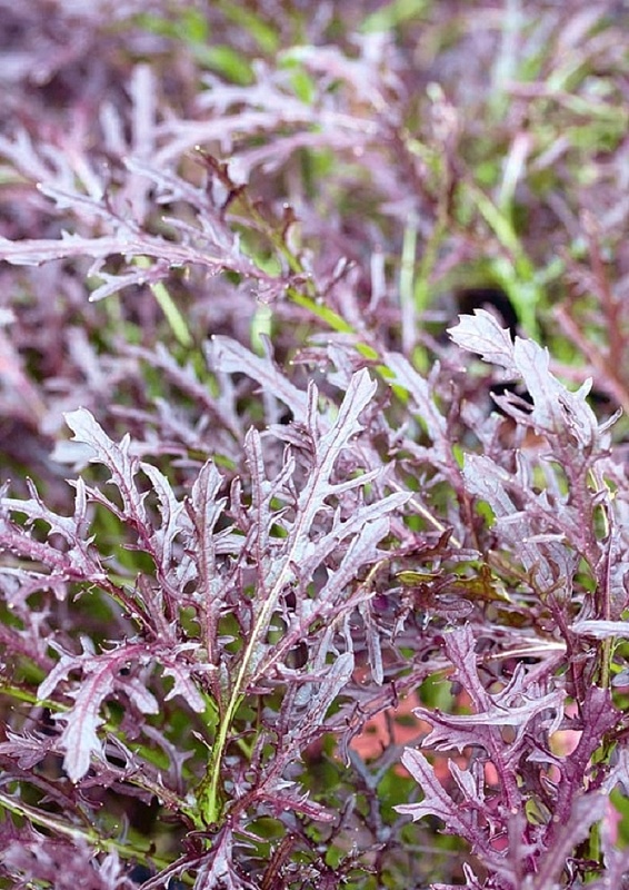 Капуста японская листовая Мизуна Ред (Семко Юниор) 15шт. цв.п.