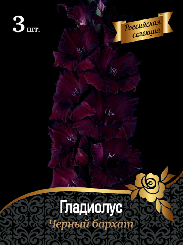 Гладиолус Черный бархат 1 уп. (3 шт.)