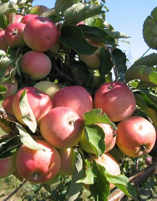 Яблоня Грушовка Московская 