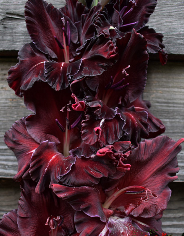 Гладиолус Черный бархат 1 шт.