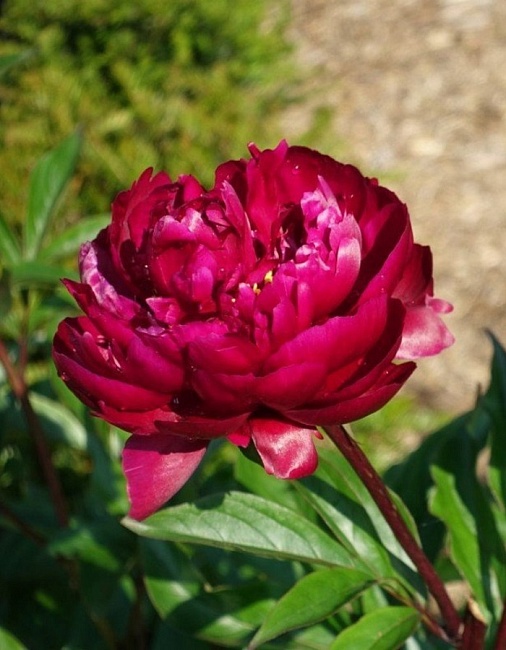 Пион травянистый Петер Бранд 1 шт С2