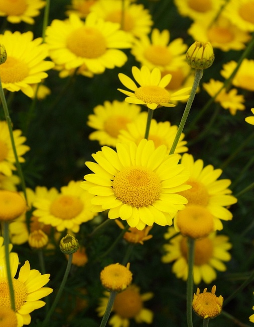 Антемис Золотая ромашка ASF 1 шт Р9