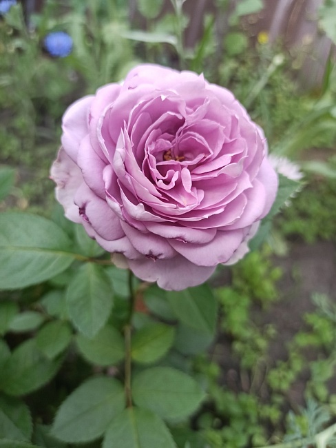 https://agrosemfond.ru/catalog/rozy_1/floribunda/roza_floribunda_novalis_1_sht/