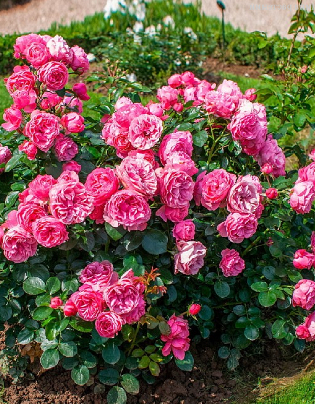 Розы флорибунда в ассортименте 