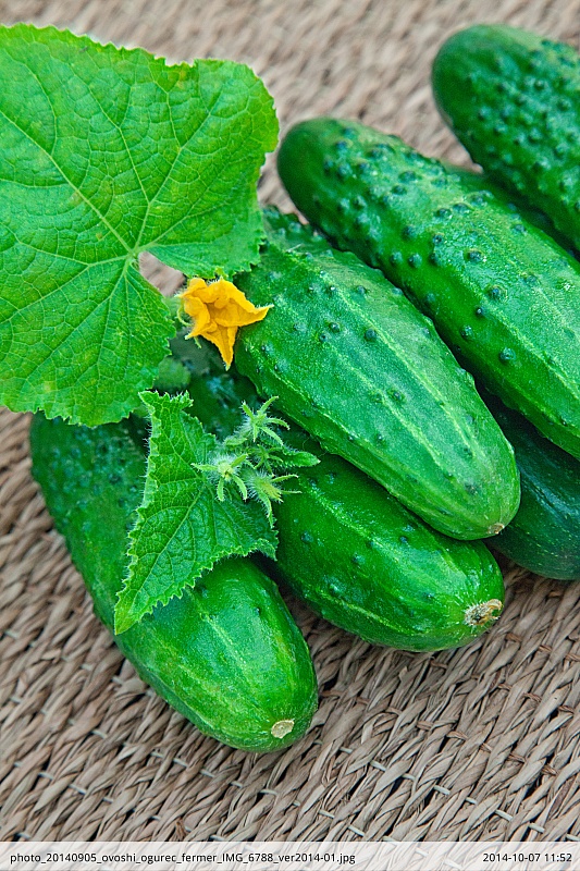 Огурец Фермер F1 0,25 гр цв.п.