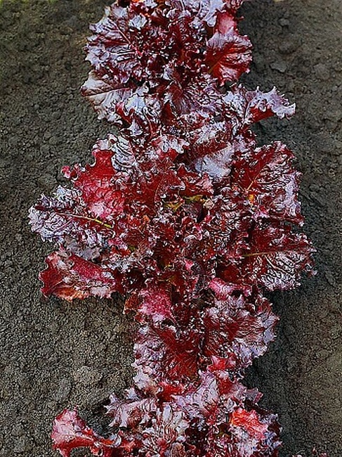 Салат Бразильский карнавал (Селекция "ВХ") 1 гр цв.п