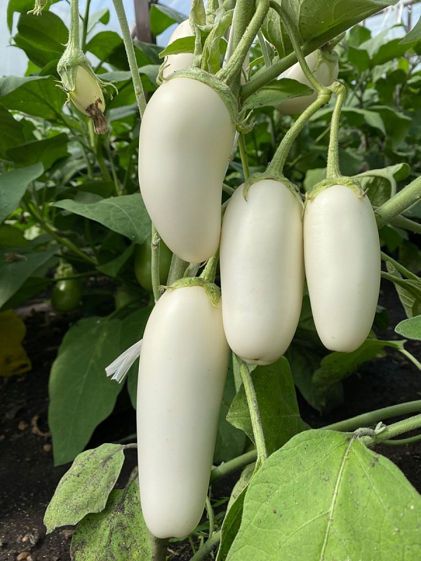 Баклажан Лебединый (УД) 20 шт цв.п.