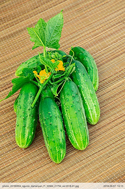 Огурец Д' Артаньян F1 0,2 гр цв.п.